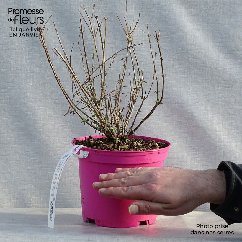 Salvia greggii Icing Sugar Vaso da 2L/3L esemplare consegnato in inverno