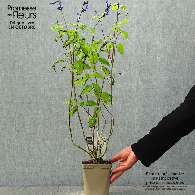Esemplare di Salvia guaranitica Black and Blue Vaso da 2L/3L come consegnato in autunno