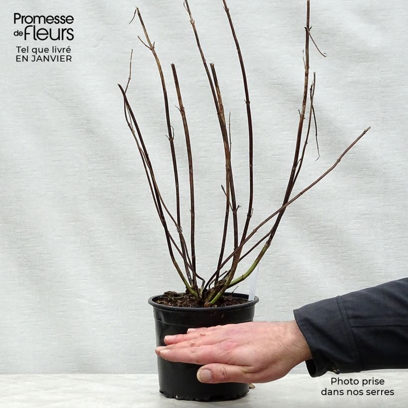 Salvia guaranitica Black and Blue Vaso da 2L/3L esemplare consegnato in inverno