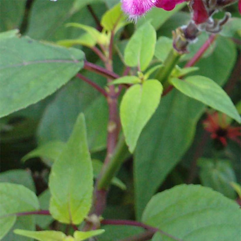 Salvia involucrata Bethelii (Fogliame)