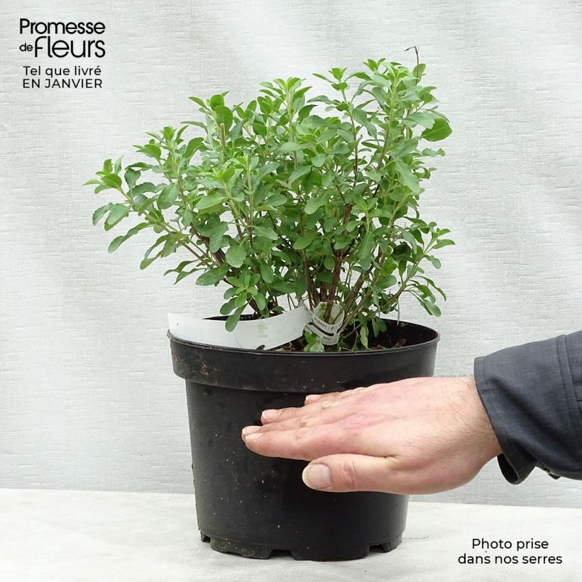 Salvia jamensis Flammenn - Salvia arbustiva Vaso da 2L/3L esemplare consegnato in inverno