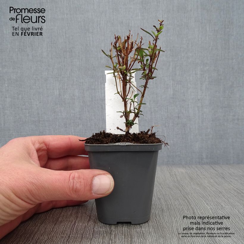 Salvia jamensis Violette de Loire - Salvia arbustiva Vasetto da 7/8 cm esemplare consegnato in inverno