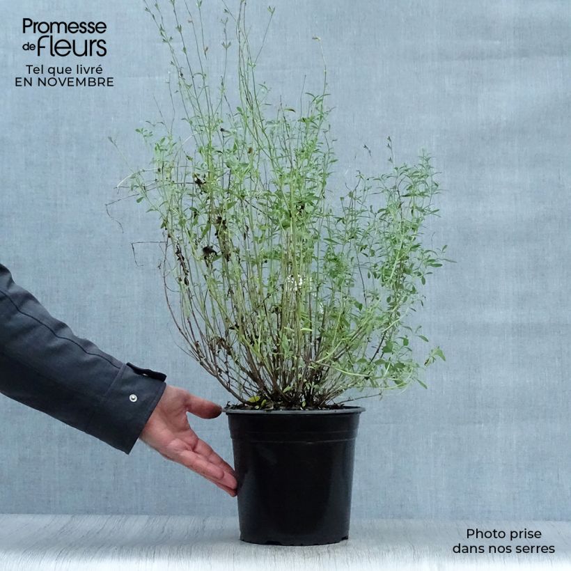 Esemplare di Salvia jamensis Violette de Loire - Salvia arbustiva Vaso da 2L/3L come consegnato in autunno