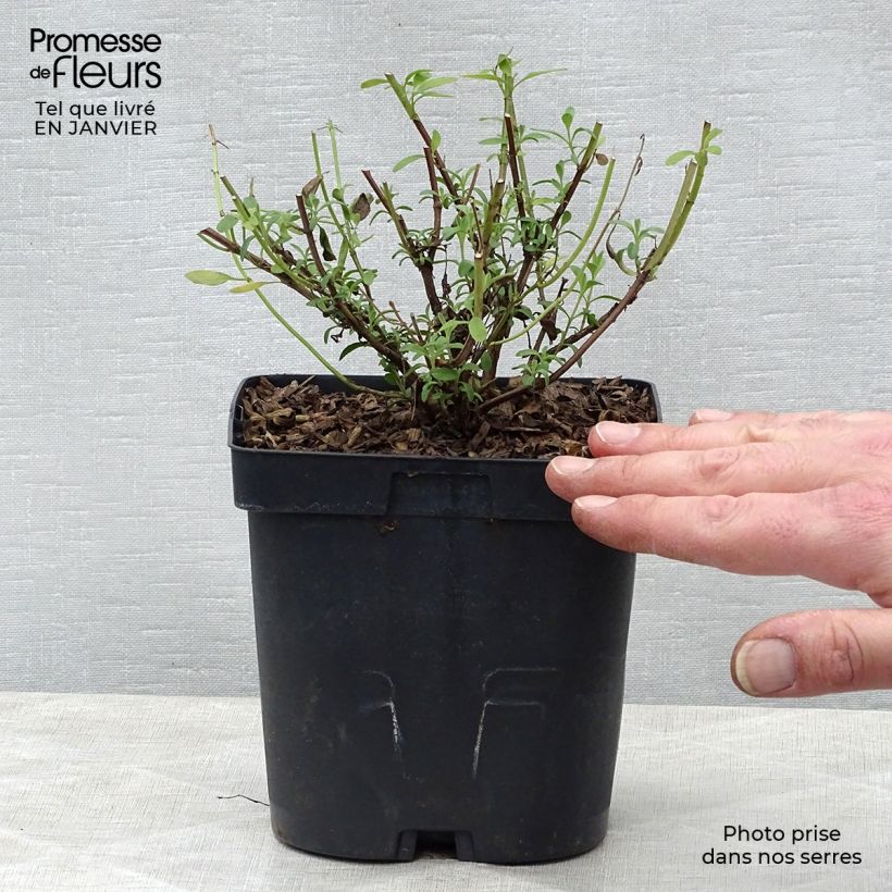 Salvia jamensis Violette de Loire - Salvia arbustiva Vaso da 2L/3L esemplare consegnato in inverno