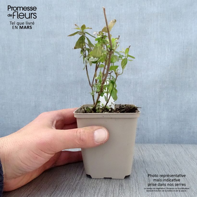 Salvia microphylla Delice Aquamarine - Salvia arbustiva Vasetto da 8/9 cm esemplare consegnato in primavera