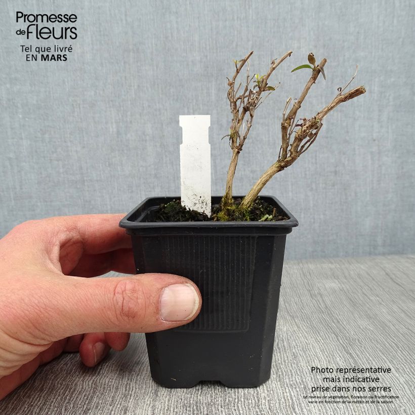 Salvia microphylla Delice Aquamarine - Salvia arbustiva Vasetto da 8/9 cm esemplare consegnato in inverno