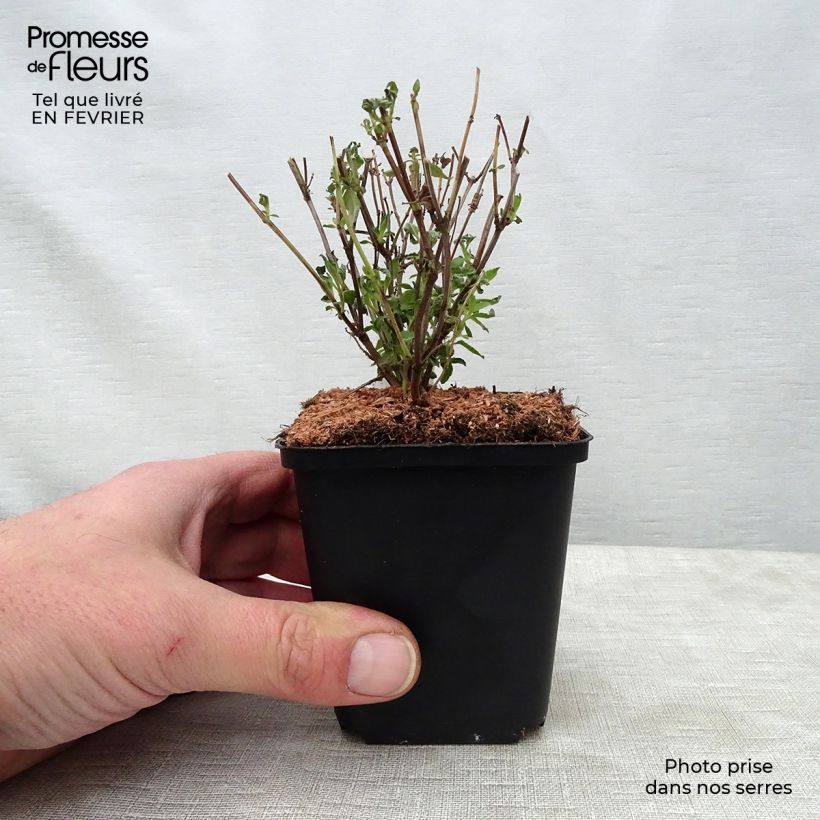 Salvia microphylla Little Kiss - Salvia arbustiva Vasetto da 8/9 cm esemplare consegnato in inverno