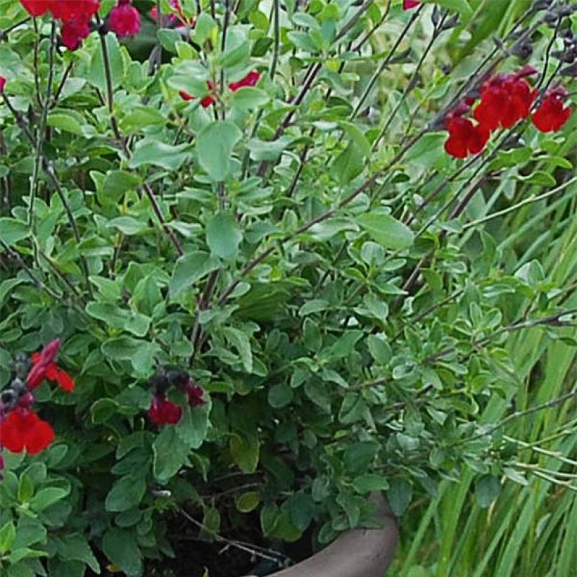 Salvia jamensis Reve Rouge - Salvia arbustiva (Fogliame)