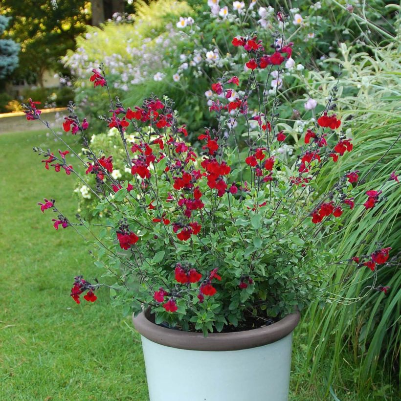 Salvia jamensis Reve Rouge - Salvia arbustiva (Porto)