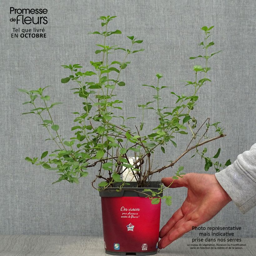 Esemplare di Salvia microphylla Royal Bumble - Salvia arbustiva Vaso da 2L/3L come consegnato in autunno