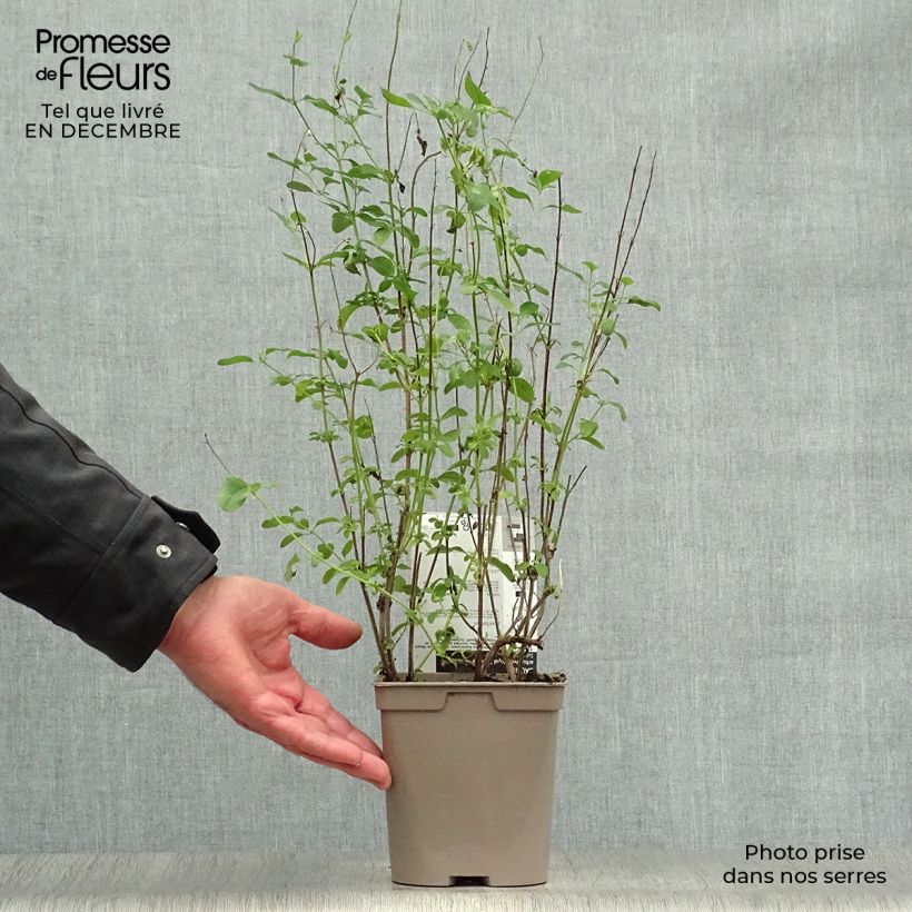 Salvia microphylla Royal Bumble - Salvia arbustiva Vaso da 2L/3L esemplare consegnato in inverno