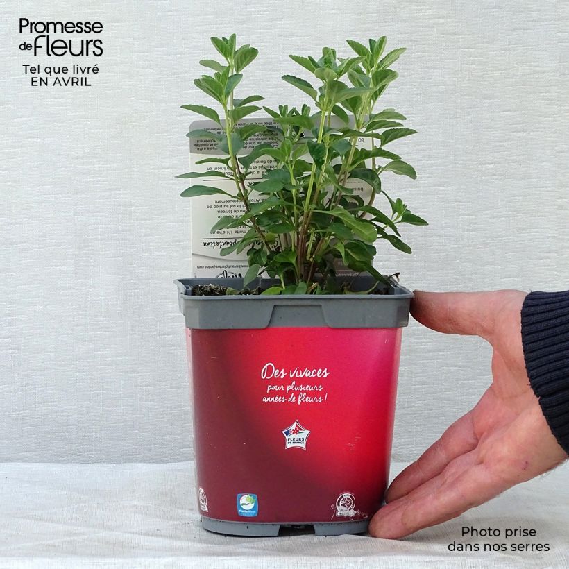 Salvia microphylla Royal Bumble - Salvia arbustiva Vaso da 2L/3L esemplare consegnato in primavera