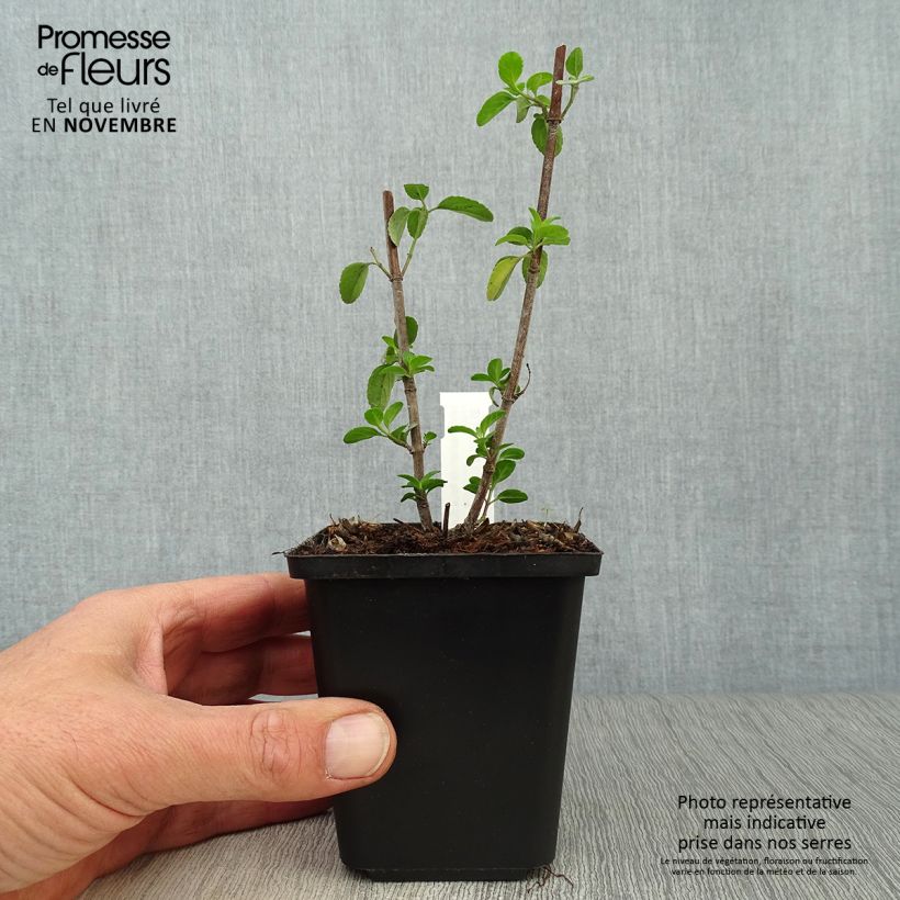 Esemplare di Salvia microphylla Royal Bumble - Salvia arbustiva Vasetto da 8/9 cm come consegnato in autunno