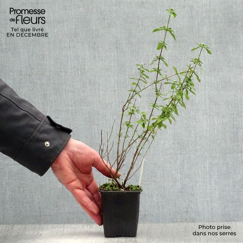 Salvia microphylla Royal Bumble - Salvia arbustiva Vasetto da 8/9 cm esemplare consegnato in inverno