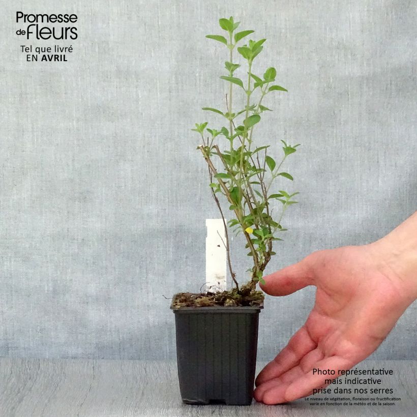 Salvia microphylla Royal Bumble - Salvia arbustiva Vasetto da 8/9 cm esemplare consegnato in primavera