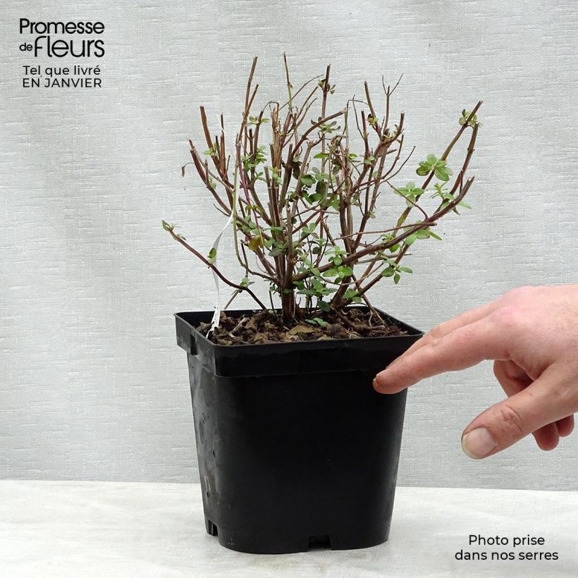 Salvia microphylla grahamii - Salvia arbustiva Vaso da 2L/3L esemplare consegnato in inverno