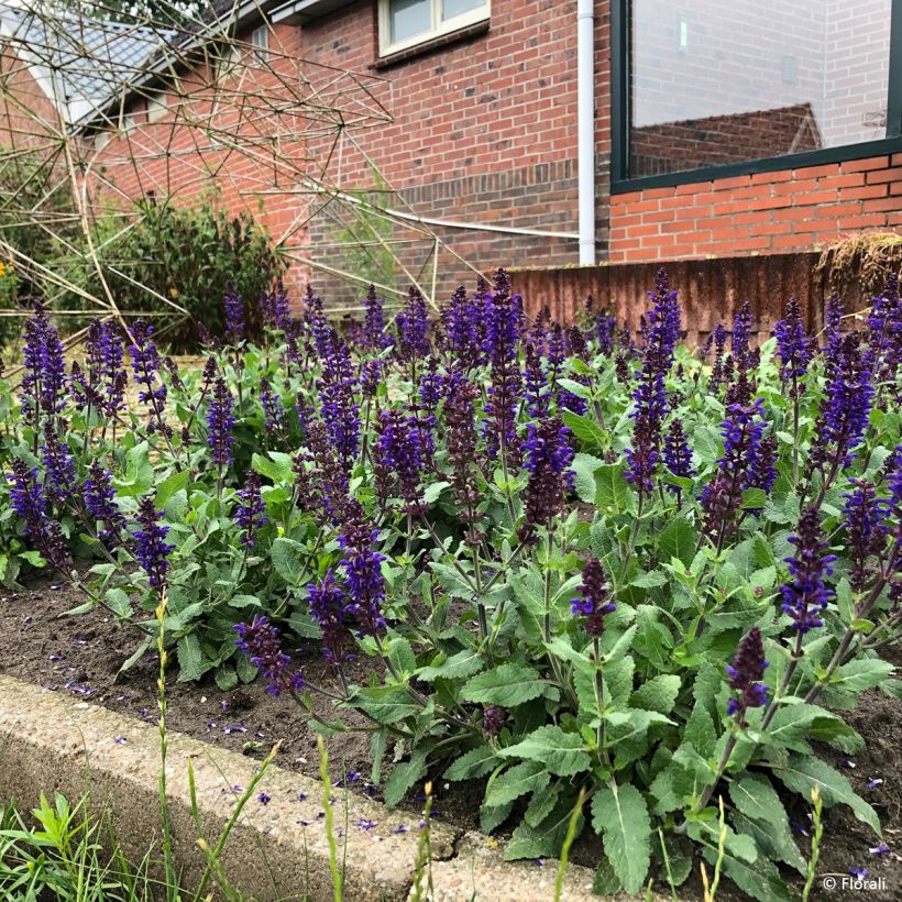 Salvia nemorosa Bazuin Dark Night (Porto)