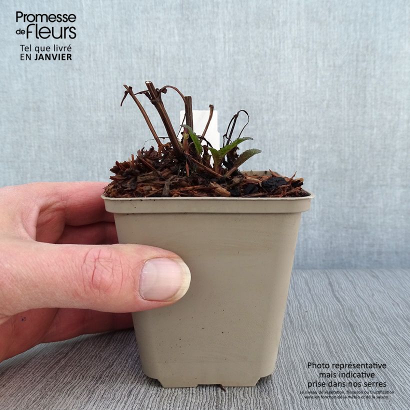 Salvia nemorosa Blue Marvel Vasetto da 8/9 cm esemplare consegnato in inverno