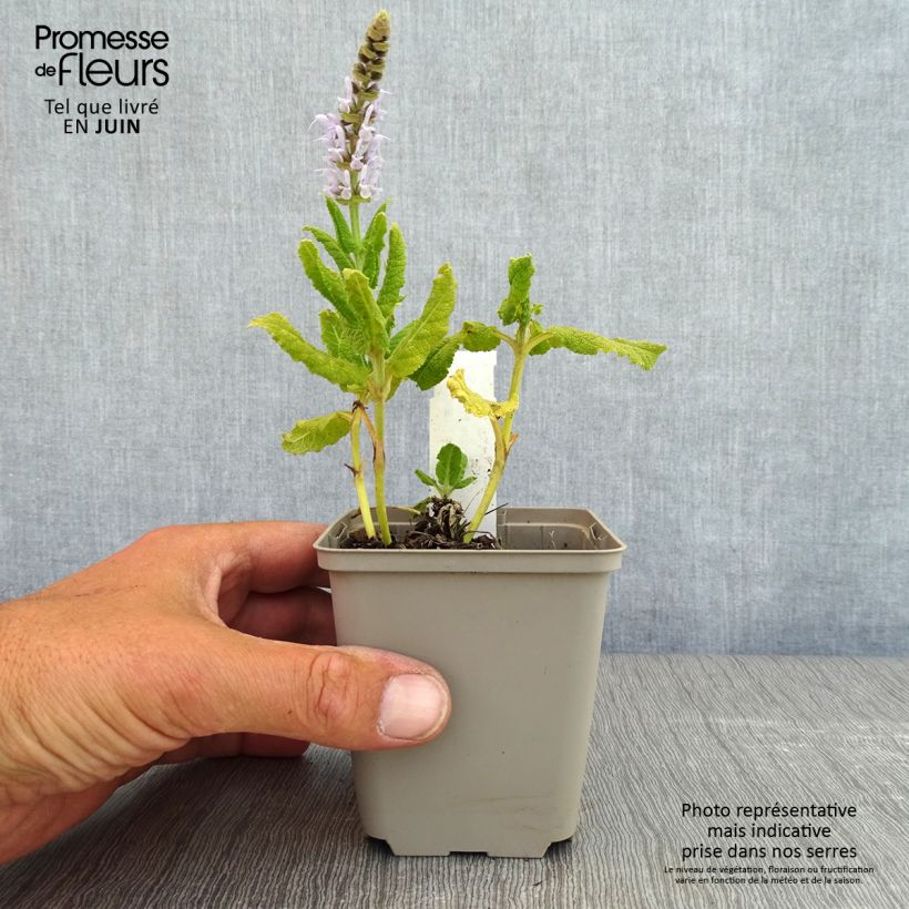 Salvia nemorosa Bumblesky Vasetto da 8/9 cm esemplare consegnato in primavera