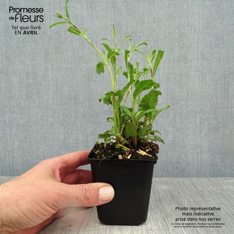 Salvia nemorosa Caradonna Compact Vasetto da 8/9 cm esemplare consegnato in primavera