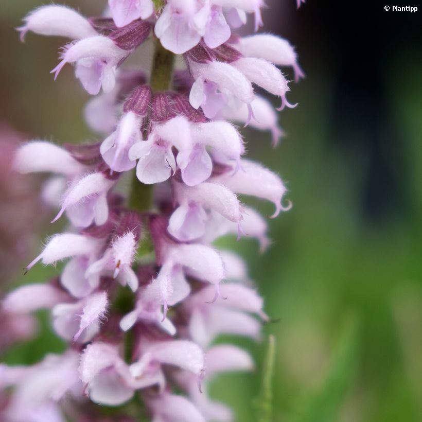 Salvia nemorosa Feathers Flamingo (Fioritura)