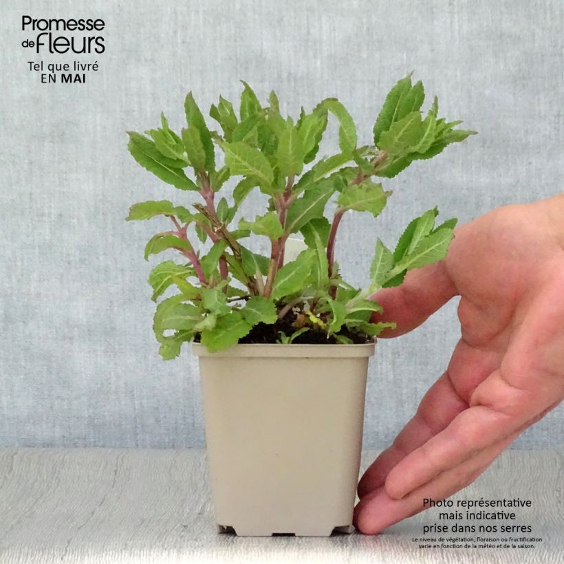 Salvia nemorosa Lubecca Vasetto da 8/9 cm esemplare consegnato in primavera