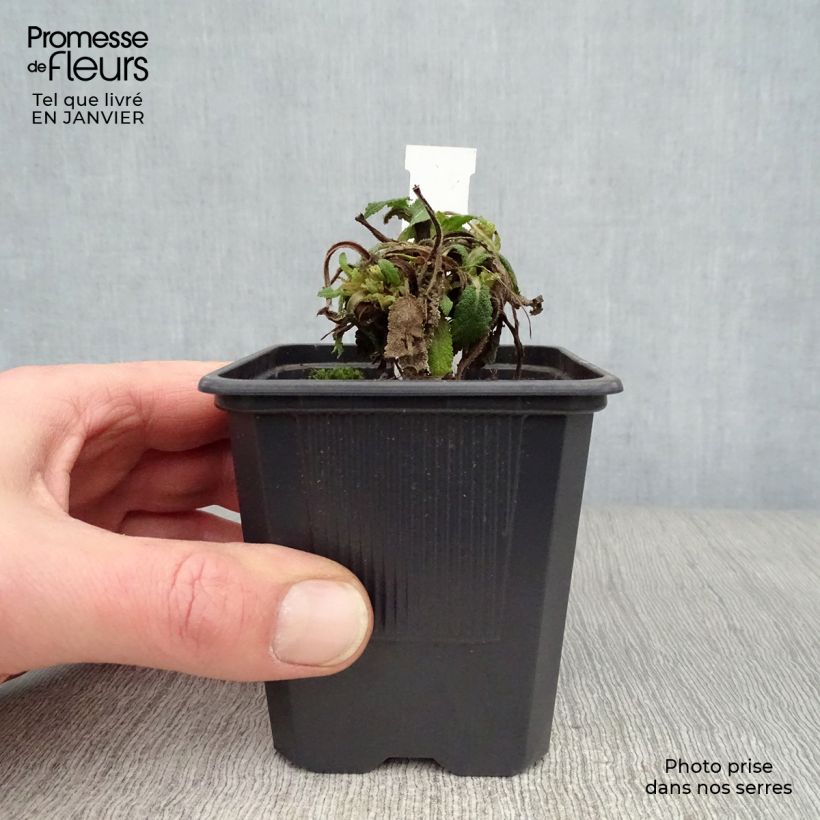 Salvia nemorosa Mainacht Vasetto da 8/9 cm esemplare consegnato in inverno