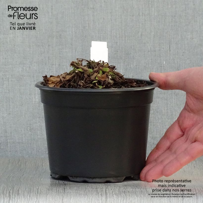 Salvia nemorosa Mainacht Vaso da 2L/3L esemplare consegnato in inverno