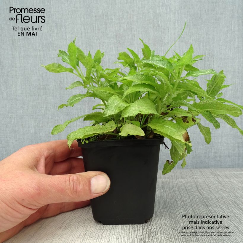 Salvia nemorosa Marcus Vasetto da 8/9 cm esemplare consegnato in primavera