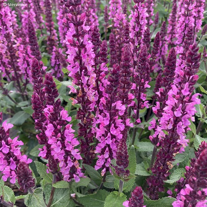 Salvia nemorosa Midnight Rose (Fioritura)