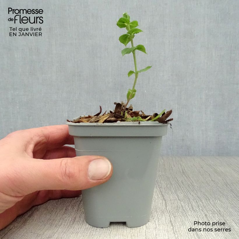 Salvia nemorosa Ostfriesland Vasetto da 8/9 cm esemplare consegnato in inverno