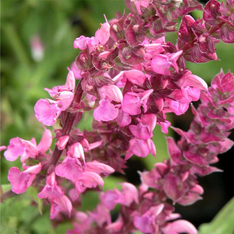 Salvia nemorosa Rose Queen (Fioritura)