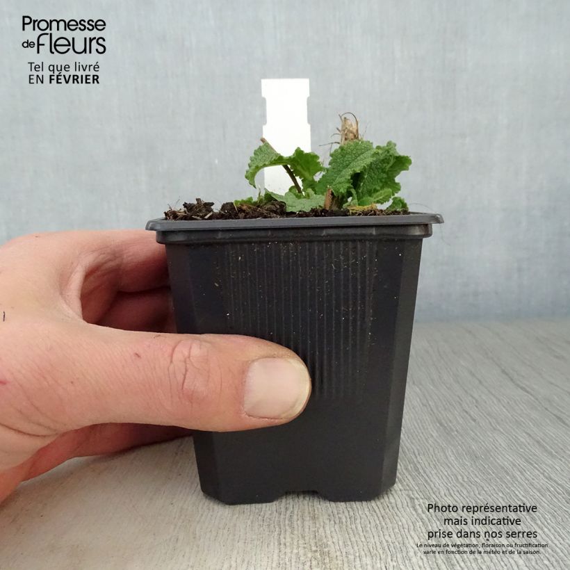 Salvia nemorosa Schneehügel Vasetto da 8/9 cm esemplare consegnato in inverno