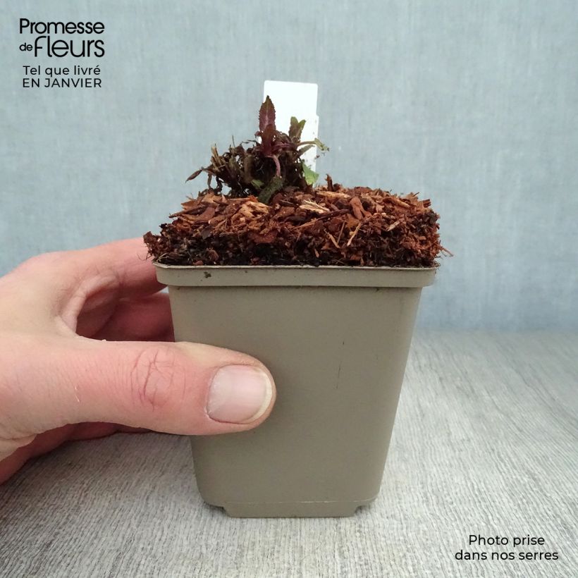 Salvia nemorosa Sensation Rose Vasetto da 8/9 cm esemplare consegnato in inverno