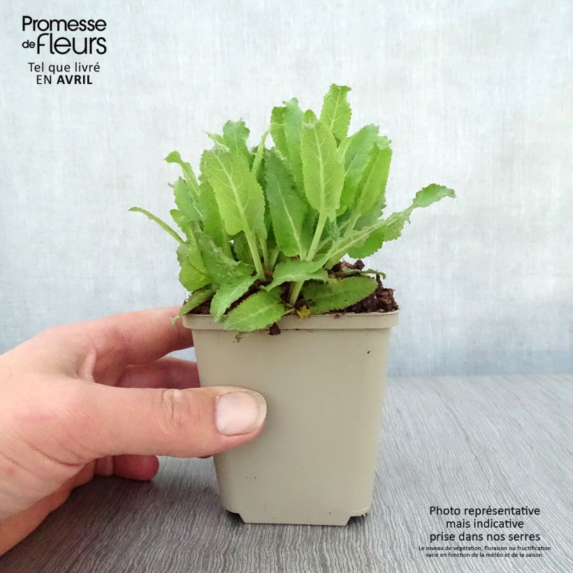 Salvia nemorosa Sensation Rose Vasetto da 8/9 cm esemplare consegnato in primavera