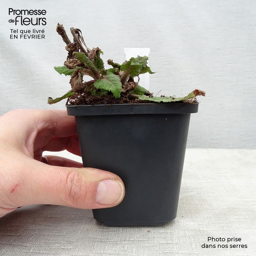 Salvia nemorosa Serenade Vasetto da 8/9 cm esemplare consegnato in inverno