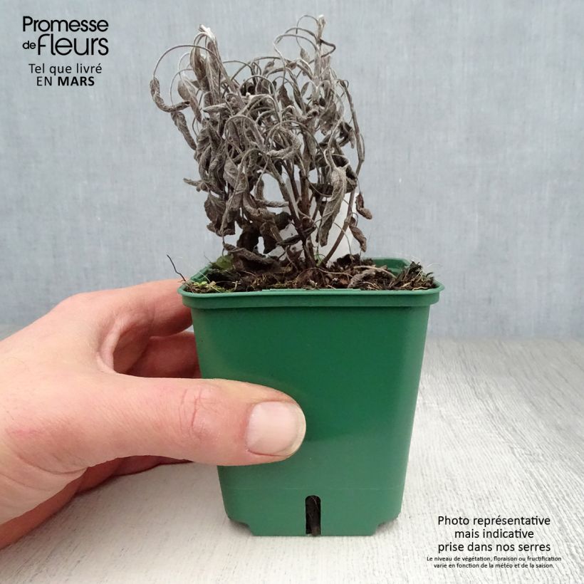 Salvia officinalis Icterina - Salvia comune Vasetto da 8/9 cm esemplare consegnato in primavera