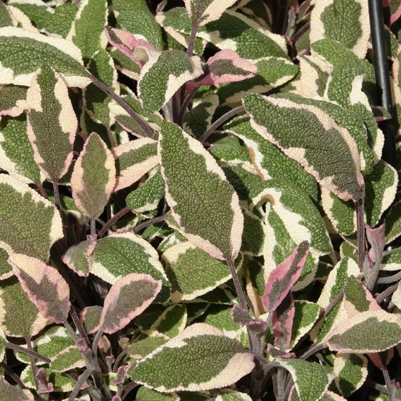 Salvia officinalis Tricolor - Salvia comune (Fogliame)
