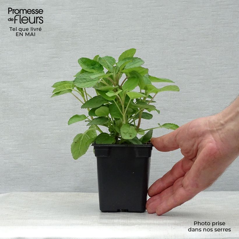 Salvia patens Royal Blue Vasetto da 7/8 cm esemplare consegnato in primavera