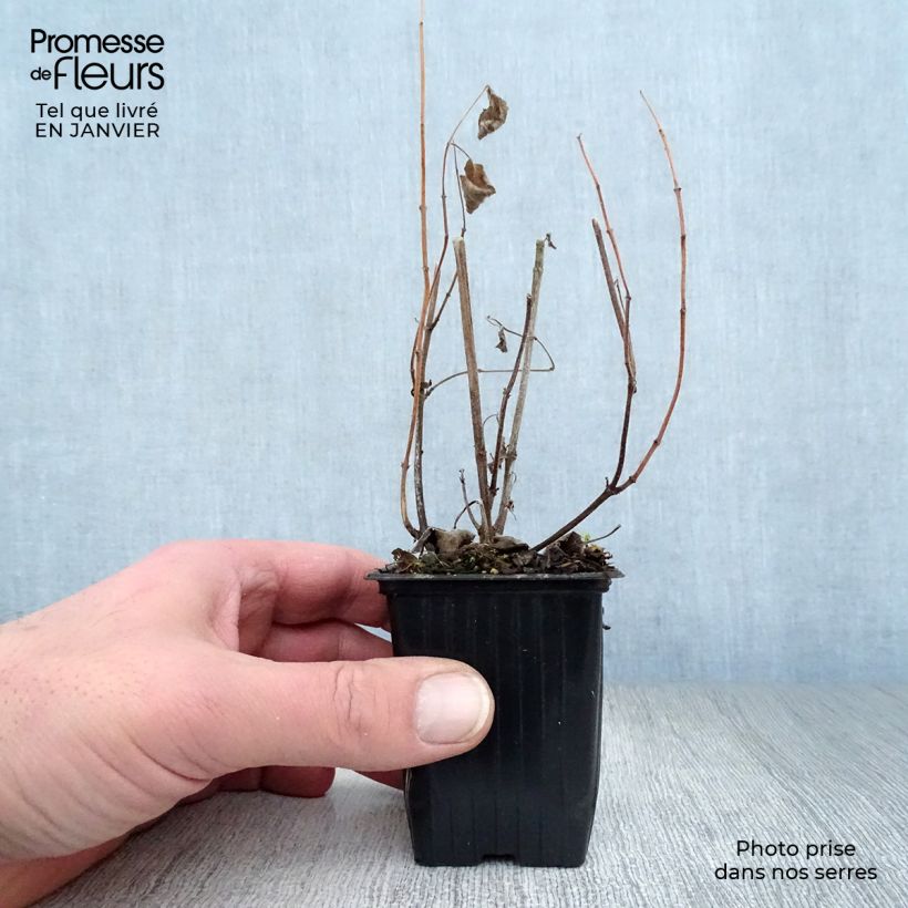 Salvia patens Royal Blue Vasetto da 7/8 cm esemplare consegnato in inverno