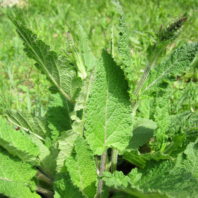 Salvia pratensis - Salvia dei prati (Fogliame)