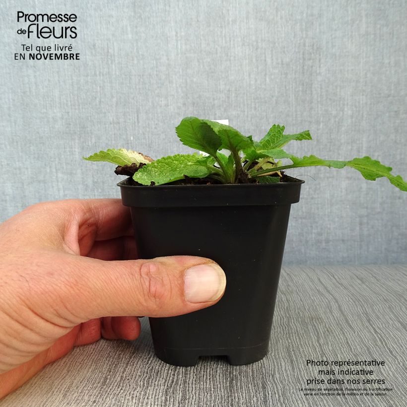 Esemplare di Salvia pratensis - Salvia dei prati Vasetto da 8/9 cm come consegnato in autunno
