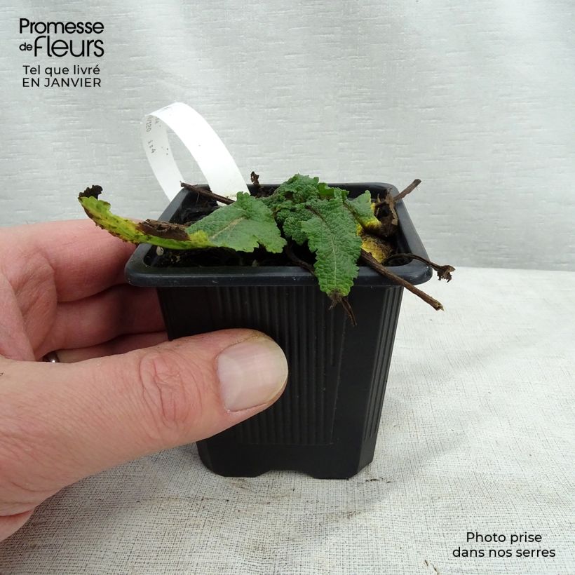 Salvia pratensis Sweet Esmeralda - Salvia dei prati Vasetto da 8/9 cm esemplare consegnato in inverno