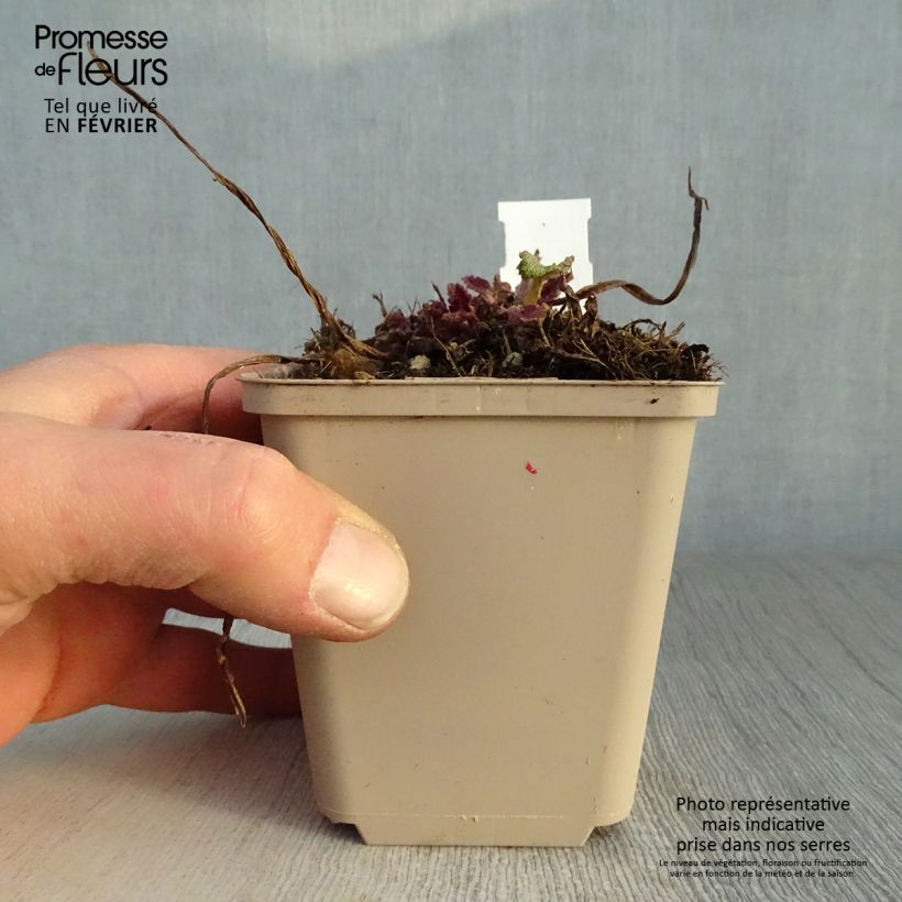 Salvia pratensis Twilight Serenade - Salvia dei prati Vasetto da 8/9 cm esemplare consegnato in inverno