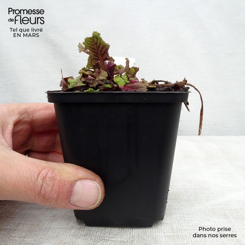 Salvia pratensis Twilight Serenade - Salvia dei prati Vasetto da 8/9 cm esemplare consegnato in primavera