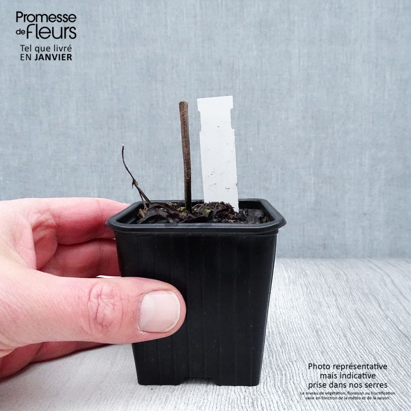 Salvia pratensis FASHIONISTA Vanity Flair - Salvia dei prati Vasetto da 8/9 cm esemplare consegnato in inverno