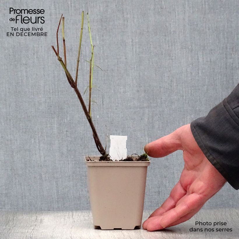 Salvia reptans West Texas form Vasetto da 8/9 cm esemplare consegnato in inverno