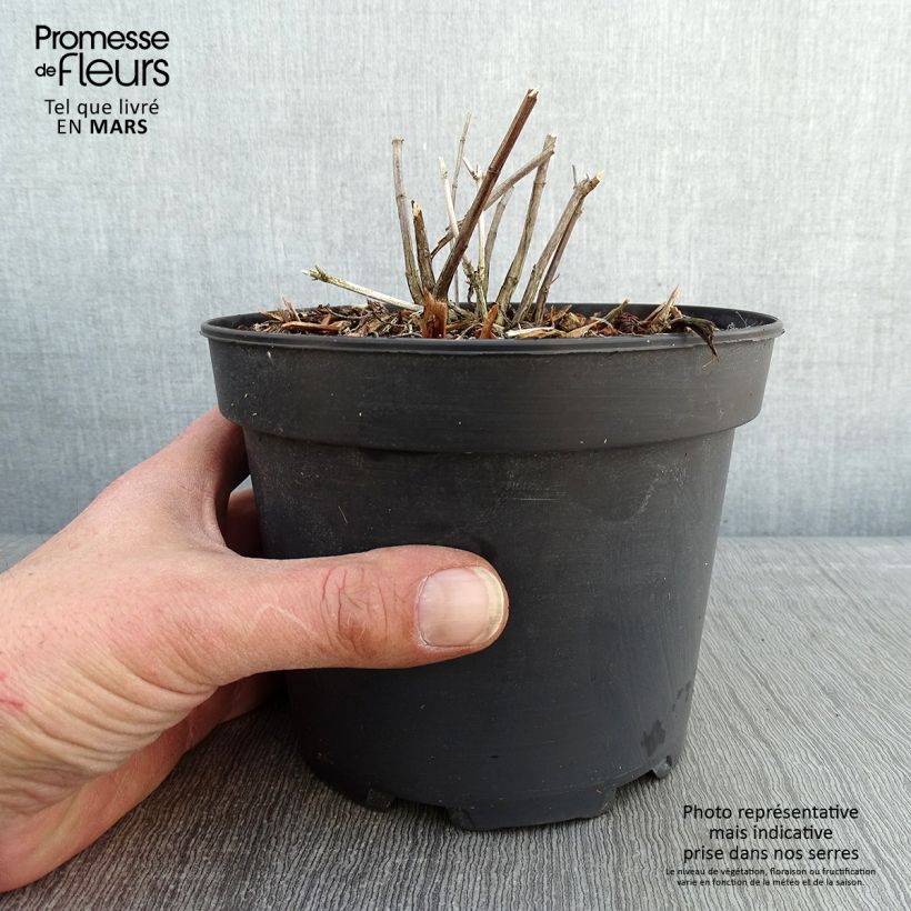 Salvia reptans West Texas form Vaso da 2L/3L esemplare consegnato in inverno