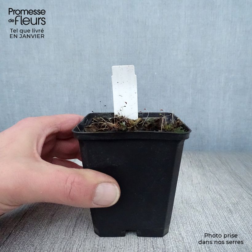 Salvia superba Reine Bleue Vasetto da 8/9 cm esemplare consegnato in inverno