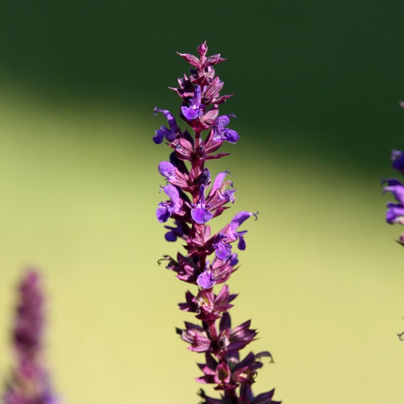 Salvia superba Reine Bleue (Fioritura)